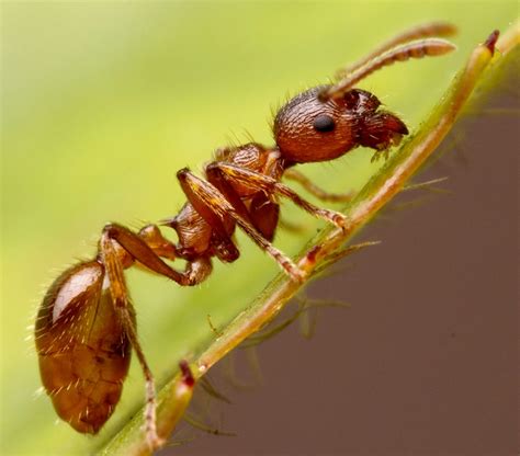 fire ants in uk